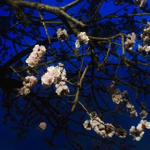 面板搜索小鲤导航
